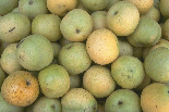 Aperçu de pears.png